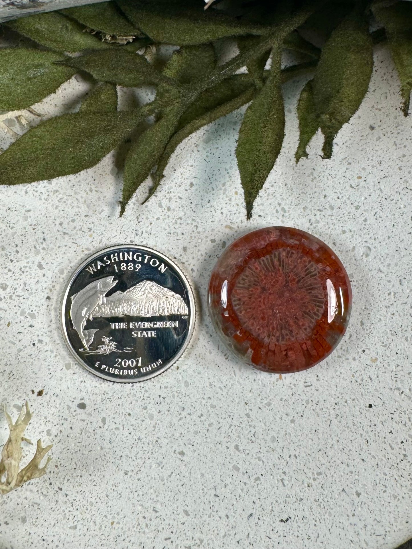 Red Horn Coral Cabochon